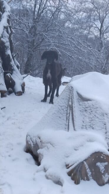 бультерьер бишкек: Щенки (подростки) средних/крупных дворняжек. Описание: - Тип — 3