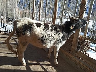 енот живой: Продаю | Тёлка | На откорм | Нетель — 4