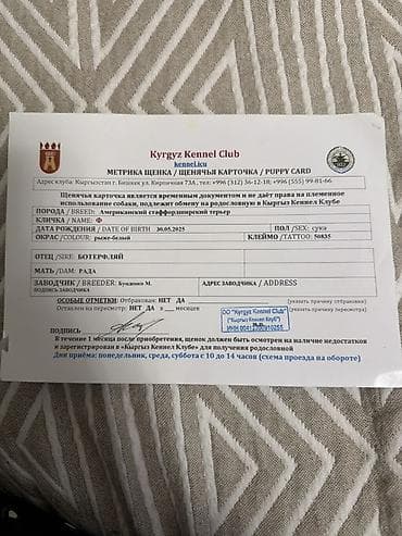 собака шпиц цена: Амстафф, 1 год, Самка, С прививкой — 5