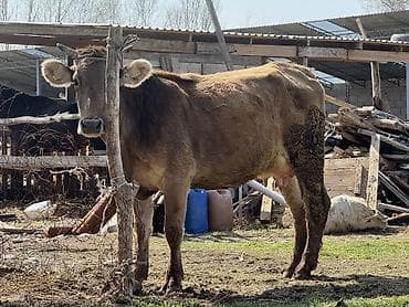 монбельярд цена: Продаю | Корова (самка) | Швицкая — 1