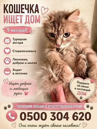 9 месяцев, Девочка, Кастрирована, Приучена к лотку, Проглистована