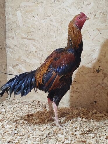 витамины для животных: Дакан короздор сатылат алмашу жолдору бар адрес Заря Тынчтык конушу — 6