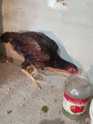 собака охотничий: Дакан жожо мекиш короздор сатылат активный алмашу жолдору бар адрес — 2