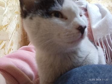 британская котята: Котёнок, окраска черно-белая (маска и пятна на спине и хвосте) — 2