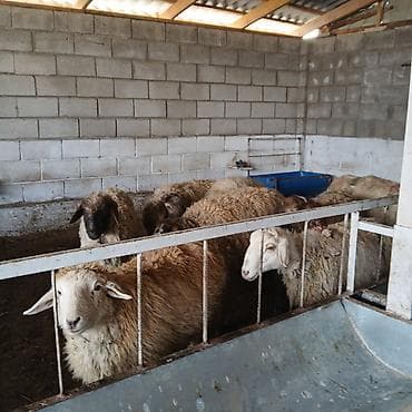 Продаю | Овца (самка) | Полукровка | Для разведения | Матка