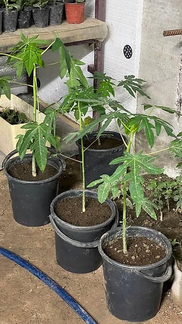 папайя: Саженцы папайи!!! 🌴🌴🌴 Дерево папайи может вырастать до 2,3 метра в — 2