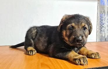 Үй жаныбарлары: Малыши ищут дом и заботливые руки. Зимой к дому прибилась собачка "с — 1