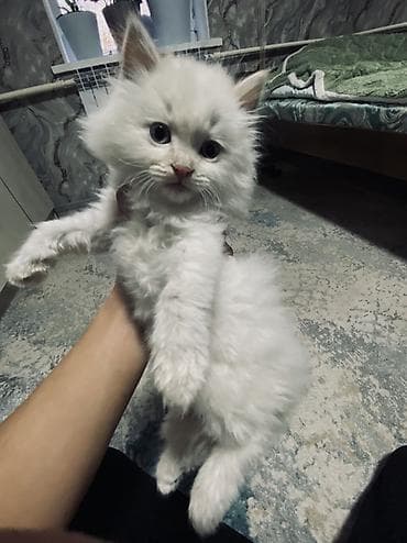 канадский сфинкс цена: 2 месяца, Девочка, Белый, Приучена к лотку — 2