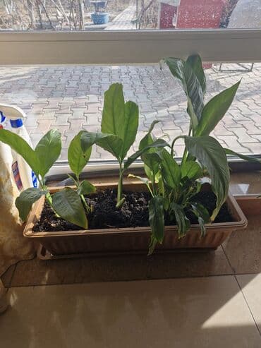 пекан орех цена бишкек: Комнатные растения в горшках/кашпо: - Спатифиллум (несколько кустов в — 3