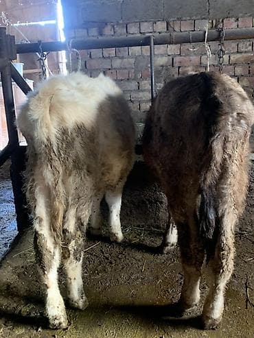 бычк: Продаю | Тёлка | На откорм | Привязанные — 1