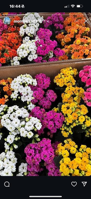 цикламен гулу: Цикламены в горшках – тепличное выращивание. - Разноцветные — 2