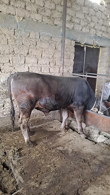 где можно купить хорька: Продаю | Бык (самец) | На откорм | Привязанные — 5