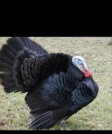 Куплю куры индейки утки для себя не на продажу