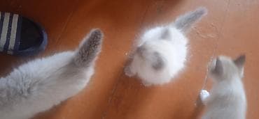 ангорские котята: Котята, белые с серыми отметинами (поинт), пушистая шерсть средней — 5