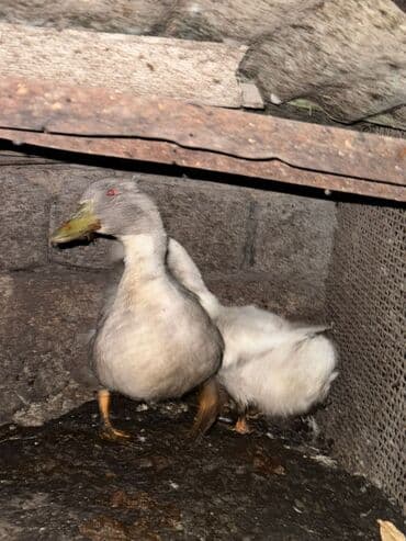 объявления о найденных животных: Срочно продам — 1