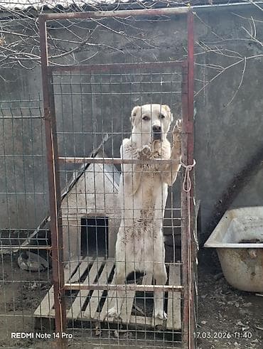 Тушкагаздар: Продаю собаку порода алабай пол девочка возраст 3,5 года не — 6