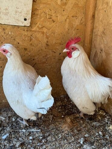 домик для кроликов: Продаю | Куры, Петух — 1