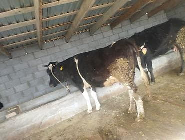 быки бычки: Продаю | Корова (самка) | На откорм — 1