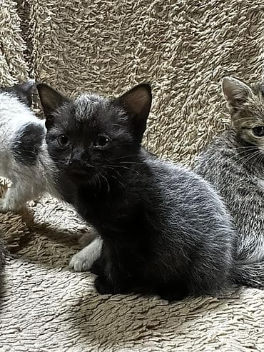 кошка табби: Котята-домоседы, помёт разного окраса: - дымчато-чёрные пушистики - — 8