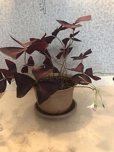 цветы кыргызстана: Продаю Оксалис - бабочки 🪴, Цветок бабочки кислица обладает — 2