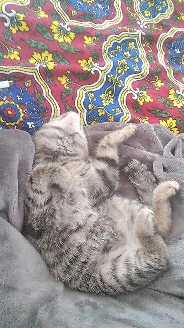 куплю коня: Беспородная, 4 месяца, Девочка, Приучена к лотку — 5