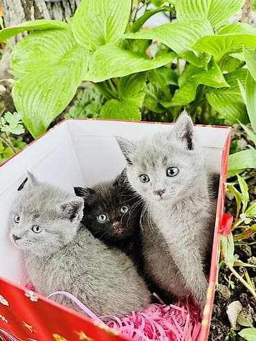 кошка веслоухая: 1 месяц, Мальчик, Приучена к лотку — 1