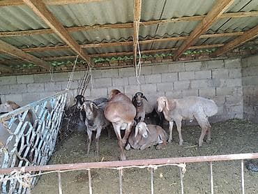 баран живой: Семиз кочкорлор сатылат — 2