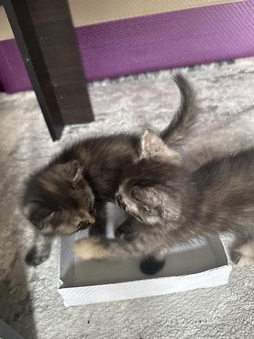 лысые котята: Котята домашние, короткошёрстные. Окрас: один дымчато-черепаховый с — 4