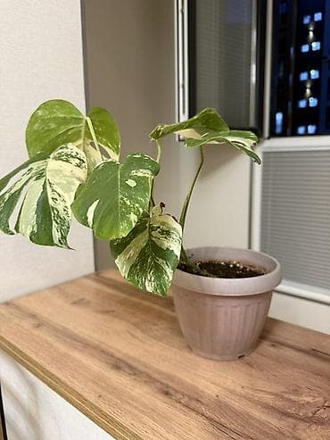 Монстера альба (Monstera deliciosa variegata) в горшке - Эффектные