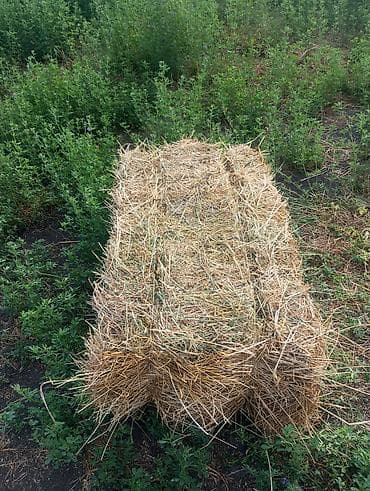 живой баран: Беде прес сатылат срочна — 2