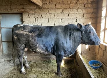Продаю | Бык (самец) | Ангус | На откорм | Привязанные