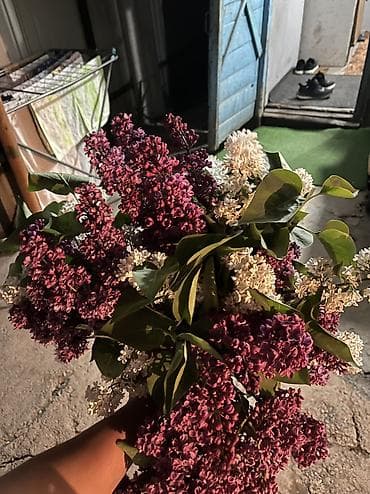 даром цветы: Сирень — 3