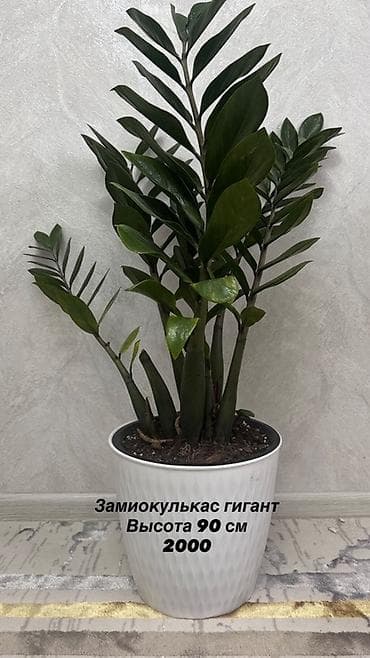 Замиокулькас «Гигант» - Высота растения: 90 см - Пышные тёмно‑зелёные
