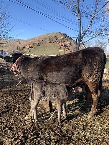 продаю собака: Продаю | Корова (самка) | Полукровка | Для молока | После отела — 4