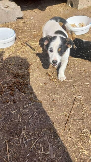 куплю вольер для собаки: Собака даром: Дворняжка, 3 месяца, Самка — 6