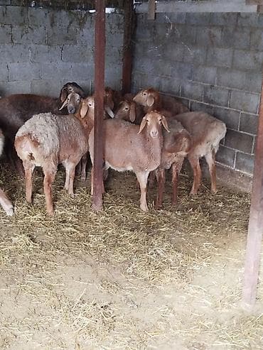 козу нарын: Сатам | Ургаачы кой (ургаачы) | Көбөйтүү үчүн | Ургаачы — 10