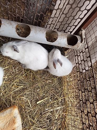 ящик ош: Сатам | Коендун бөжөктөрү | Декоративдик | Көбөйтүү үчүн — 3