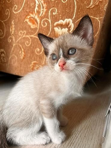 кошка сфинкс с шерстью: Кошка даром: Сибирская, Девочка — 5
