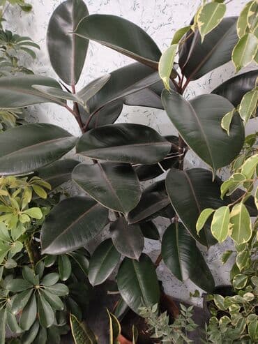 садовый стол: Комнатные крупномерные растения в горшках - Фикус эластика (Rubber — 1