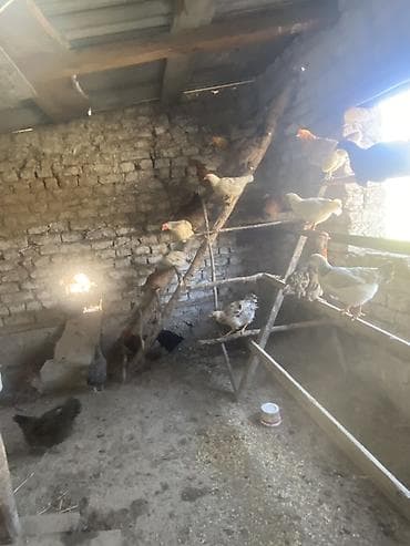 яйца инкубатор: Продаю | Куры | Домашняя | Для разведения — 7