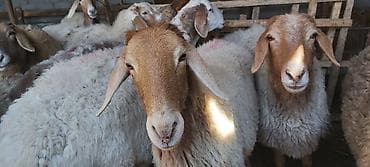 бирки для баранов: Продаю | Овца (самка) | Для разведения | Матка — 5