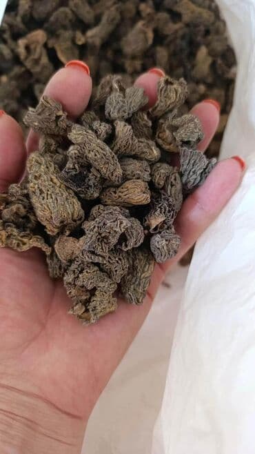 мицелий для грибов: Грибы В розницу — 2