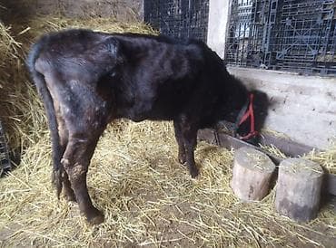 Услуги ветеринара: Продаю | Тёлка | Ангус | На откорм — 2