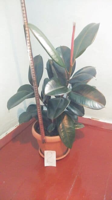 обмен на комнатные растения: Фикус Черный Принц. Характеристики: Фикус номер 2 имеет высоту 50 см — 1