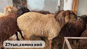 Корма для с/х животных: Продаю | Овца (самка) | Для разведения | Матка, Ярка — 1