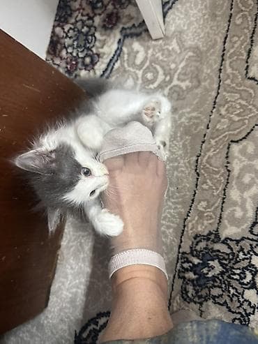 Кошки: Кошка даром: Беспородная, Девочка, Приучена к лотку — 2