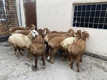 animal pack: Продаю | Ягненок | Для разведения — 5