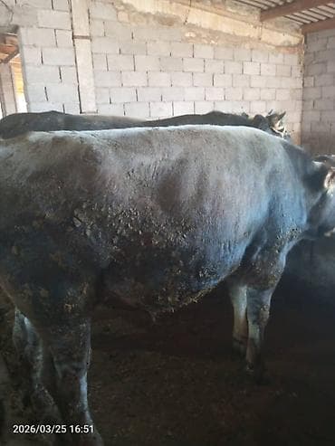 ящик металлический: Продаю | Бык (самец) | На забой | Привязанные — 3