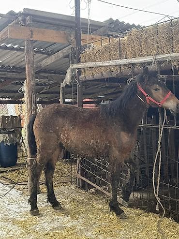 лошадьи: Продаю | Жеребенок | Рабочий — 1