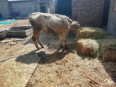 Продаю | Корова (самка) | Для молока